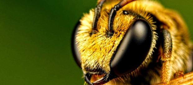 bee movie in real life by cartoonboy03 on DeviantArt - deviantart.com bee movie in real life by cartoonboy03 on DeviantArt - deviantart.com