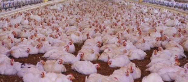 Clarín Argentina: Fuerte crecimiento en la producción y el consumo ... - piclatam.com Clarín Argentina: Fuerte crecimiento en la producción y el consumo ... - piclatam.com