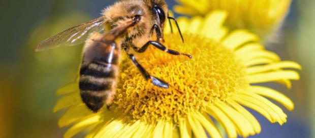 El secreto de la polinización se halla en el cuerpo de las abejas El secreto de la polinización se halla en el cuerpo de las abejas