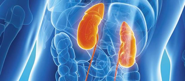 El sistema urinario tiene una gran responsabilidad en el funcionamiento del organismo humano. - infobiologia.net El sistema urinario tiene una gran responsabilidad en el funcionamiento del organismo humano. - infobiologia.net