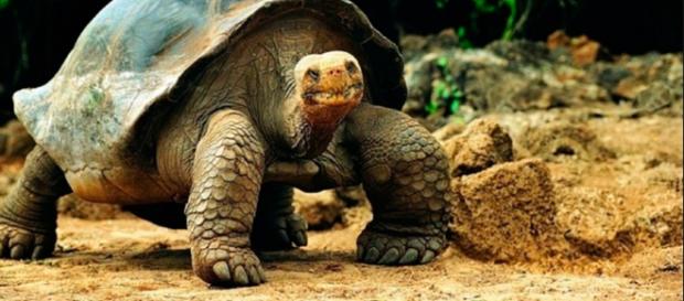 La tortuga terrestre de Galápagos es la más grande del mundo. Puede pesar más de 200 kg, el Galápago macho es más grande que su hembra. La tortuga terrestre de Galápagos es la más grande del mundo. Puede pesar más de 200 kg, el Galápago macho es más grande que su hembra.