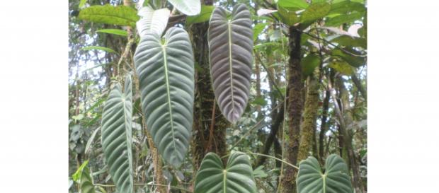 The Family Araceae of Colombia-Own Work- Noel Calvert The Family Araceae of Colombia-Own Work- Noel Calvert
