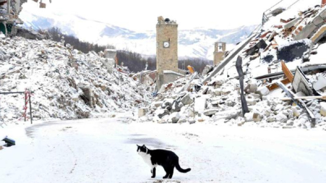 24zampe | Terremoto, allarme degli allevatori: “Consegnate solo il ... - ilsole24ore.com