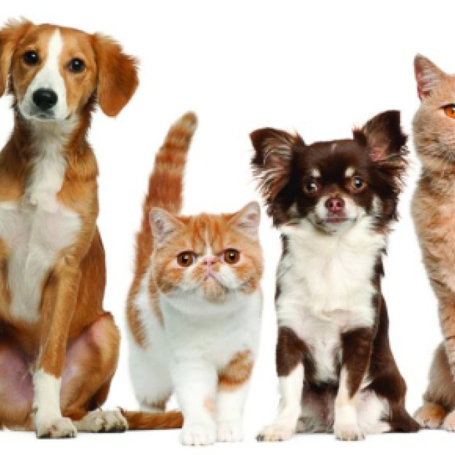 Remedios caseros para nuestras mascotas.