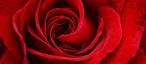 Free photo: Red, Rose, Flower, Close - Free Image on Pixabay - 2463744 - pixabay.com