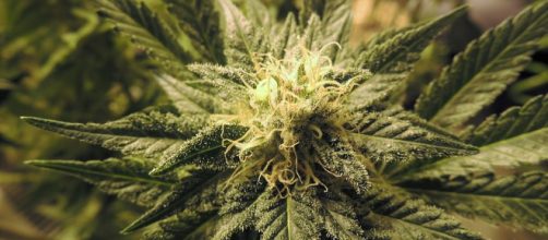 Artículos Cultivo | Marihuana | Artículos - cannabismagazine.es
