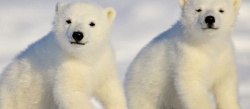 Polar Bear Day: la giornata dedicata alla tutela degli orsi polari