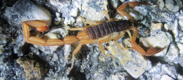 Buscan en alacranes y serpientes, venenos que curen enfermedades ... - redprensaverde.org Buscan en alacranes y serpientes, venenos que curen enfermedades ... - redprensaverde.org