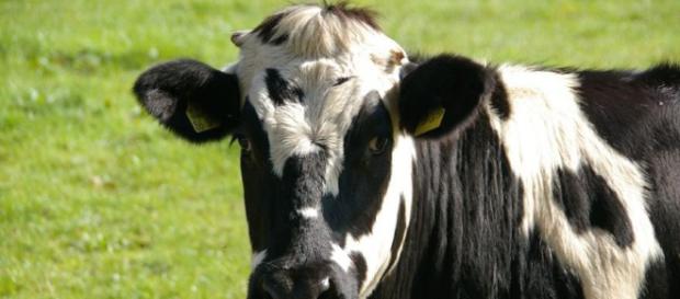 Dairy cow - Image credit - Max Pixel Dairy cow - Image credit - Max Pixel