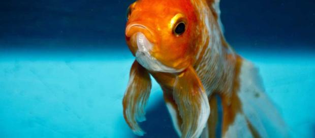 Datos interesantes sobre peces de colores. Datos interesantes sobre peces de colores.