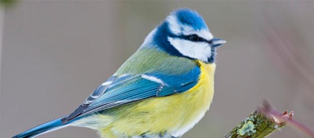 ¡Gracias a 136.000 amigos de pájaros!. ¡Gracias a 136.000 amigos de pájaros!.