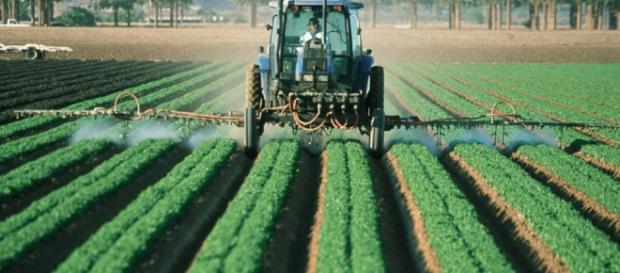 La agricultura como sector de la economía. La agricultura como sector de la economía.