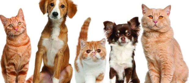 Remedios caseros para nuestras mascotas. Remedios caseros para nuestras mascotas.