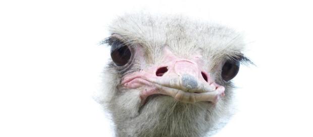 Vogel Strauß Foto & Bild | tiere, zoo, wildpark & falknerei, vögel ... - fotocommunity.de Vogel Strauß Foto & Bild | tiere, zoo, wildpark & falknerei, vögel ... - fotocommunity.de