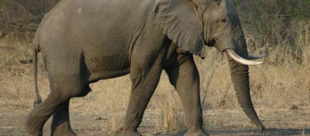 Walking elephant: Image via wikimedia commons/Jpatokal at English Wikivoyage Walking elephant: Image via wikimedia commons/Jpatokal at English Wikivoyage