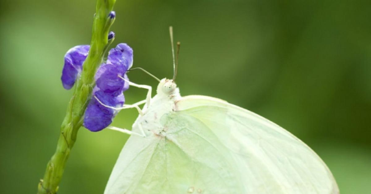Mariposa blanca y su daño a las plantas