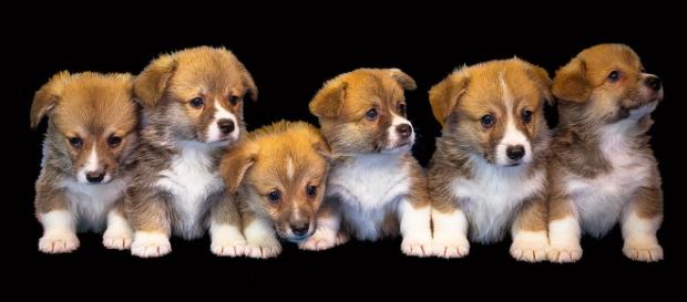 Generic photo of puppies. (Image credit -Kirgiz03-pixabay.com) Generic photo of puppies. (Image credit -Kirgiz03-pixabay.com)