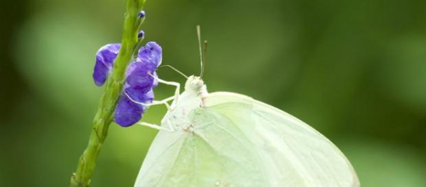Mariposa blanca y su daño a las plantas. Mariposa blanca y su daño a las plantas.