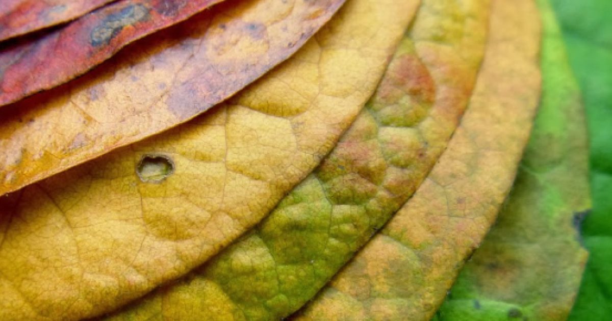 Por qué pierden sus hojas los árboles caducifolios?