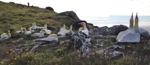 'No Mates Nigel' the world's loneliest gannet had died next to his concrete mate [Image: Guardian News/YouTube]