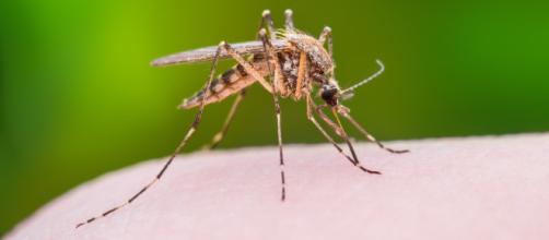 Study finds mosquitoes can remember their favorite targets - (AOL News - aol/Youtube screecnap)