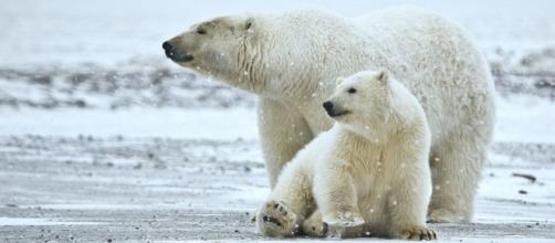 Polar bear sow and cub (Image credit - Alan D. Wilson, Wikimedia Commons)