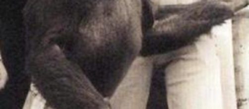 nella foto Oliver lo scimpanzè che stupì il mondo (fonte thesun.co.uk)