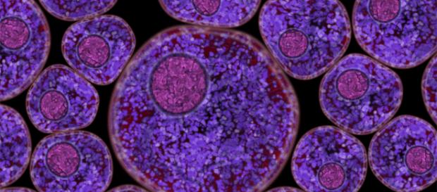 Qué es un virus? | portalastronomico.com - portalastronomico.com Qué es un virus? | portalastronomico.com - portalastronomico.com
