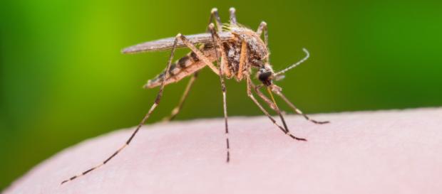 Study finds mosquitoes can remember their favorite targets - (AOL News - aol/Youtube screecnap) Study finds mosquitoes can remember their favorite targets - (AOL News - aol/Youtube screecnap)