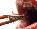 Insectos, la comida del futuro