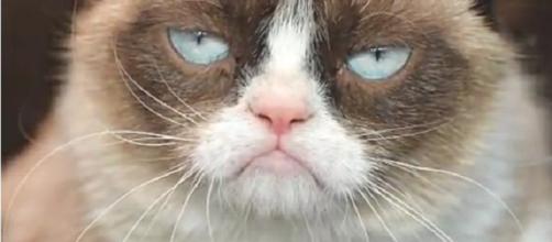 Viral Internet sensation, Grumpy Cat. [Image via Fastest Magazine/YouTube.]