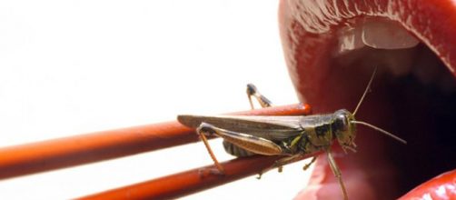 Tan solo imaginarnos comiendo insectos nos produce una sensación de desagrado