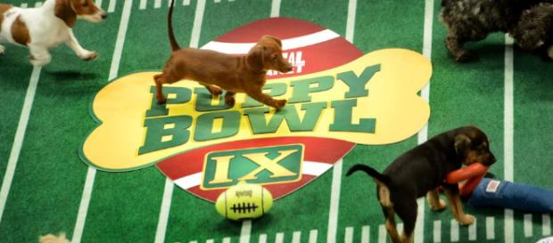 Aqui el gran evento Puppy Bowl 2018 Aqui el gran evento Puppy Bowl 2018