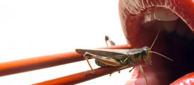 Tan solo imaginarnos comiendo insectos nos produce una sensación de desagrado Tan solo imaginarnos comiendo insectos nos produce una sensación de desagrado