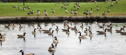 Billionaire businessman threatens lawsuit over Canada Geese poop. Image: [photo by Joan King]