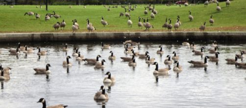 Billionaire businessman threatens lawsuit over Canada Geese poop. Image: [photo by Joan King]
