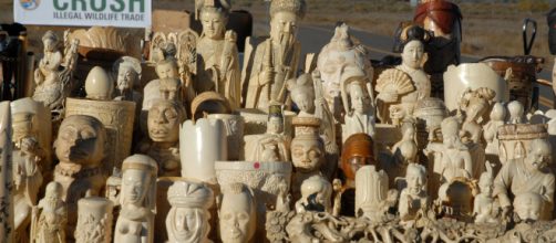 Collection of carved ivory figures (Image via USFWS Mountain-Prairie - Flickr)