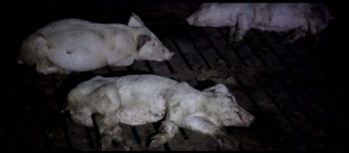 "Stranger Pigs", el programa de Salvados sobre la industria carnita en España