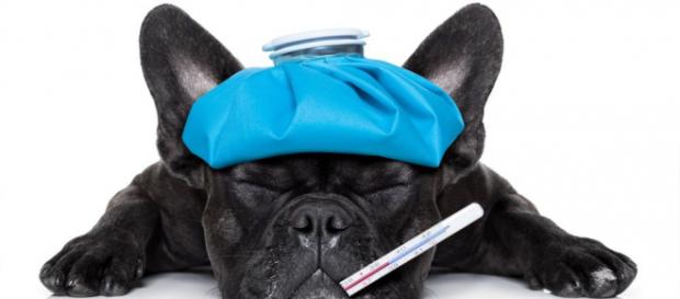 La gripe en perros, ¿cómo cuidarles? | EROSKI CONSUMER - consumer.es La gripe en perros, ¿cómo cuidarles? | EROSKI CONSUMER - consumer.es