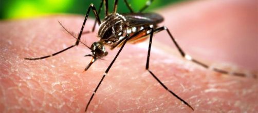 Allarme virus Zika, ultime notizie