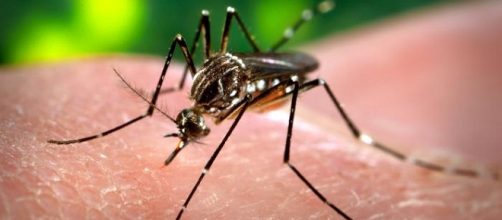 L’Aedes aegypti, arriva in Europa la zanzara della febbre gialla e del virus Zika