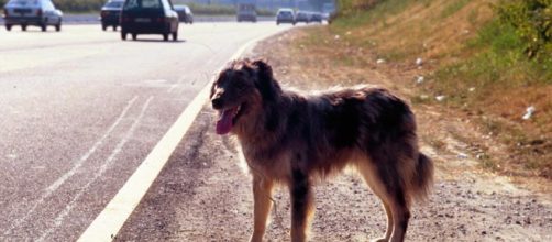 Russia, animalisti contro lo sterminio dei cani randagi