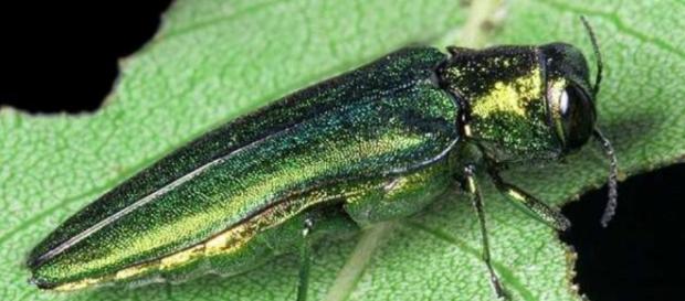 AdictaMente: Un pequeño insecto está matando millones de árboles - blogspot.com AdictaMente: Un pequeño insecto está matando millones de árboles - blogspot.com