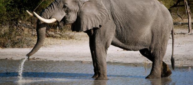 Animales: Descubren por qué los elefantes casi nunca desarrollan ... - elconfidencial.com Animales: Descubren por qué los elefantes casi nunca desarrollan ... - elconfidencial.com