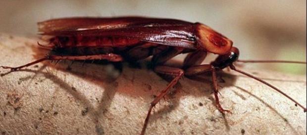 Cómo acabar con las cucarachas sin usar insecticida | elsalvador.com - elsalvador.com Cómo acabar con las cucarachas sin usar insecticida | elsalvador.com - elsalvador.com