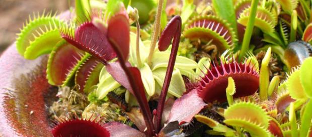 Dionaea es un género monotípico de planta carnívora en la familia Droseraceae. Dionaea es un género monotípico de planta carnívora en la familia Droseraceae.