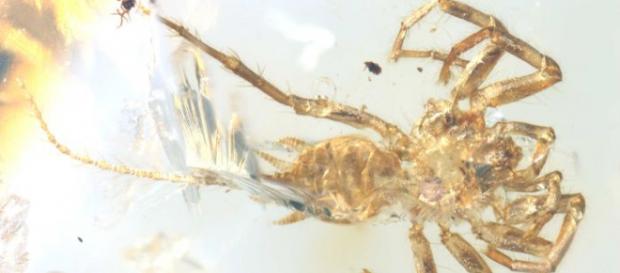 El nuevo arácnido mide solo 5 mm de largo, y la mayor parte es su cola El nuevo arácnido mide solo 5 mm de largo, y la mayor parte es su cola