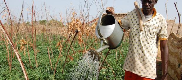Herbicida altamente tóxico de Syngenta en la mira - SWI swissinfo.ch - swissinfo.ch Herbicida altamente tóxico de Syngenta en la mira - SWI swissinfo.ch - swissinfo.ch