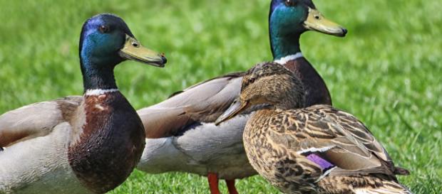 Los ánades reales se encuentran entre las especies de patos más abundantes y extendidas en el mundo Los ánades reales se encuentran entre las especies de patos más abundantes y extendidas en el mundo