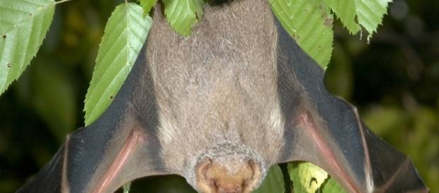 Los Murciélagos y la Polinización - Murciélagos Información y ... - batworlds.com Los Murciélagos y la Polinización - Murciélagos Información y ... - batworlds.com